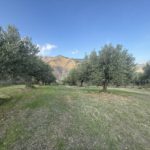 Terreno pianeggiante ad Oliveri