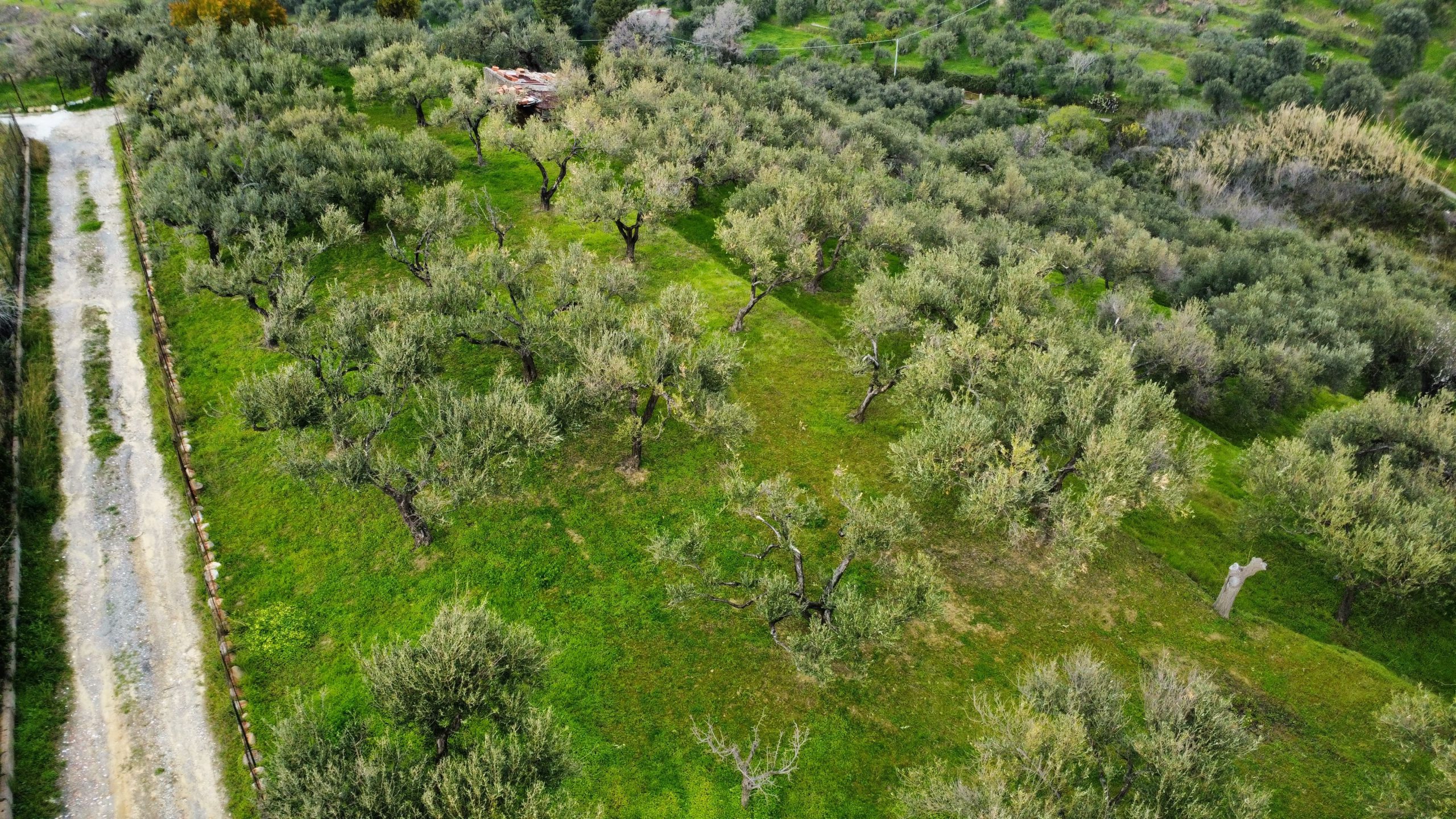 dji_fly_20260302_151756_929_1777468175071_photo_optimized